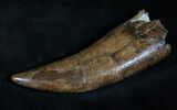Giant Daspletosaurus (Tyrannosaur) Tooth #13869-3
